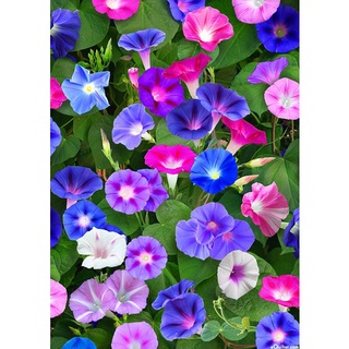 25 เมล็ด มอร์นิ่งกลอรี่คละสี - Morning Glory Mixed