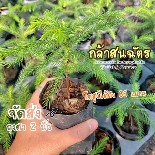 ต้นกล้าสนฉัตร ( Araucaria heterophylla ) ใหญ่ได้ถึง 60 เมตร ต้นไม้ประดับ