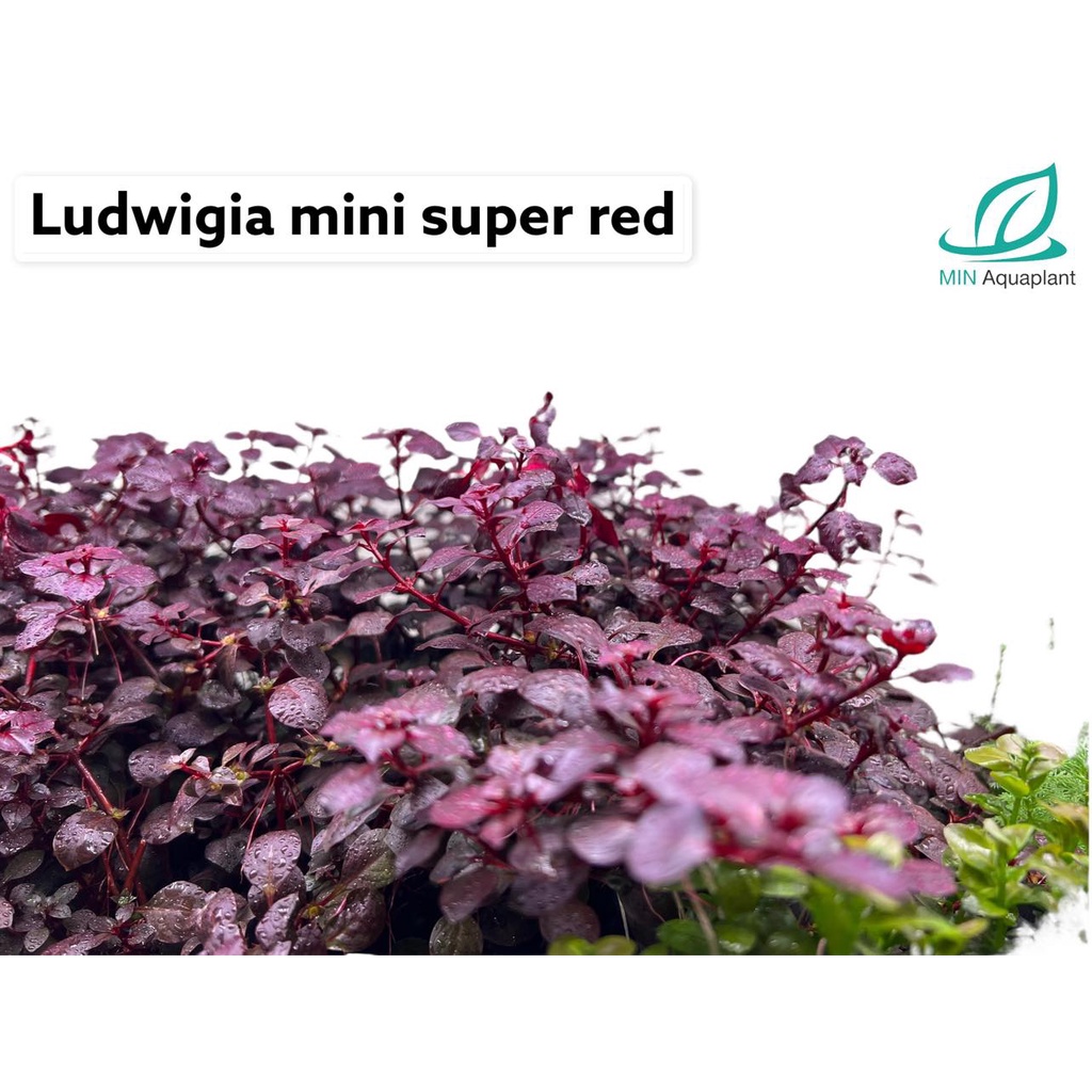 Luwigia mini super red (ลัดวิเจียมินิซุปเปอเรด) ใบบก 20 กิ่ง 100 ต้นไม้น้ำ พืชไม้น้ำ ต้นไม้ปลูกในตู้ปลา