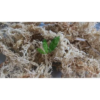 Sphagnum moss สแฟ็กนั่มมอส แบ่งขายกล่องละ 50฿ สินค้าพร้อมส่ง