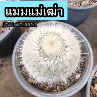 พร้อมส่ง แมมแม่เฒ่า 🤍 Mammillaria hahniana ขนฟูยาว 💓เพิ่มรูปสีดอก