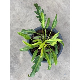 ซานาดูแคระด่าง (Philodendron dwarf xanadu variegated) กระถาง 6 นิ้ว