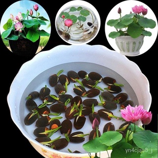 （อัตราการปลูกสูง）20pcs/bag Lotus Water Lily Bonsai Seed Garden Hobbies Multiple Colour Flower Seeds Live Plants  Seed Be