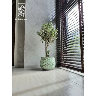 Olea Europaea 'Leccino' 🌿 ขนาด 50-60 cm จากร้าน ลา พรีมา เวร่า ***มีสินค้าในสต๊อก สั่งได้เลย***