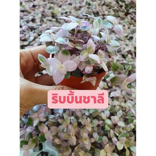 #ริบบิ้นชาลีด่าง สีชมพู  🌸🌸Callisia repens pink lady veriegata🌸🌸