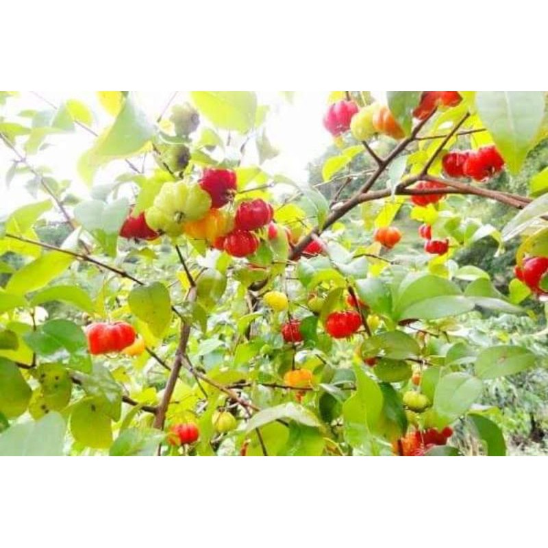 ต้นพันธุ์มะยมแดง เพาะเมล็ด มีรากแก้ว โตไว ต้นแข็งแรงพร้อมปลูก - รูปที่ 3