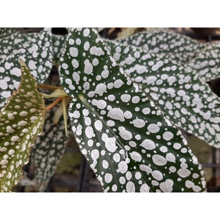 Begonia White ice  บีโกเนีย ไวท์ ไอส์