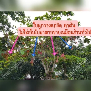 ใบหูกวางแห้ง1ลังเบียร์ 50฿หน้าฝนหายาก