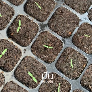 เมล็ดนำเข้า มะเขือเทศเชอรี่ สีดำ Black Cherry Tomato (Organic Seed) ลูกกลม ปันอินทรีย์