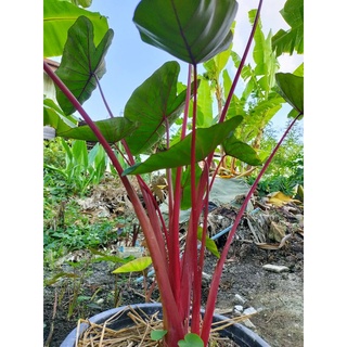 Colocasia Hawaiian Punch บอนฮาวายเอี้ยนพั้นซ์ ก้านชมพู