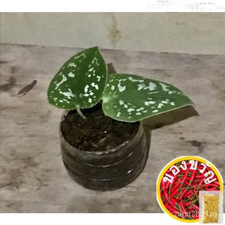 Silvery Ann Pothos plant裙子/上衣/内裤/花园/头饰/木瓜/园艺/帽子/向日葵/种子/ NCI6