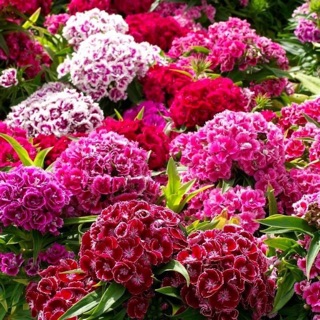 เมล็ดพันธุ์ ดอกผีเสี้อ สวีทวิลเลี่ยม คละสี (Sweet William Flower Mix Seed) บรรจุ 50 เมล็ด