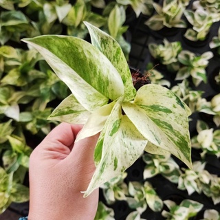 พลูหินอ่อนหรือพลูราชินีหินอ่อน (Marble Queen) ในกระถาง 3 นิ้ว