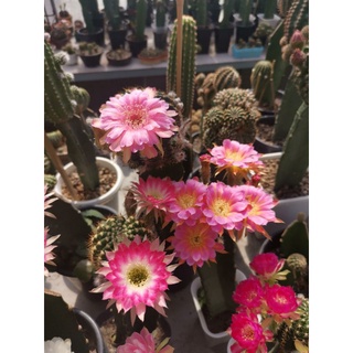 เมล็ดพันธุ์ โลบิเวีย อิชินอปซิส Lobivia echinopsis เก็บใหม่เหมาะกับการเพาะ สายลุ้น  150++ เม็ด 89 บาท