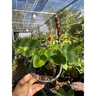 บอนนาญี่ปุ่นด่างเหลือง :: Colocasia Esculenta Yellow Splash