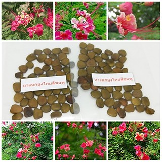 ซื้อ 1 ชุดแถม 1 ชุด เมล็ดพันธุ์หางนกยูงไทยสีชมพู  Flower fence Peacock’s crest ไม้ดอกไม้ประดับ  50 เมล็ดแถม 50 เมล็ด