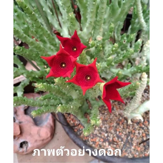 เก๋ง socotra ( Caralluma socotrana )