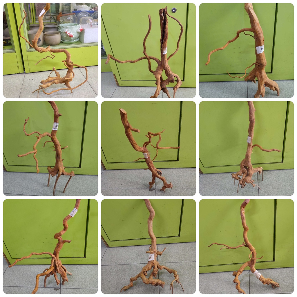 ไม้แดง Aquascape****