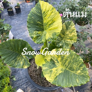 ไข่บอนหูช้าง ด่างเหลือง 🐘Alocasia gageana aurea variegated