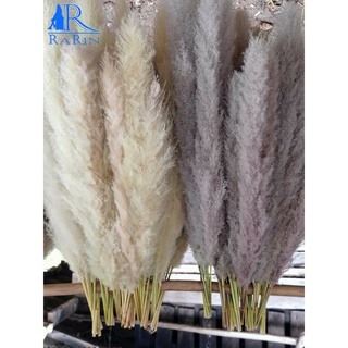 Sale++ 12.12  Rarin ดอกเลา สีเทา (ตัดใหม่) ต้นฤดู ดอกฟุ่ม  ( 40 ก้าน ) ขนาด 80-90 cm.ดอกรวมก้าน พร๊อพถ่ายรูป ดอกฟูสวย