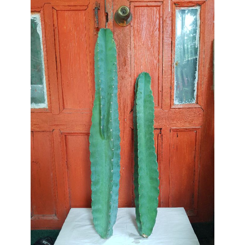 ตอจามาคารูตัดสด(แถมทุกออเดอร์)Cereus jamacaru - ซีรีอุส จามาคารู Cereus​ hildminnianus