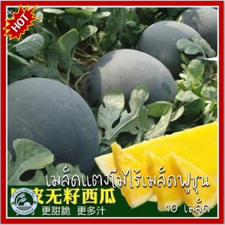 10 เมล็ด แตงโมไร้เมล็ดฟูชุนสีเหลือง F1 - Fushun Yellow Meat Seedless เมล็ดแตงโมเหลือง เมล็ดแตงโม แตงโมเหลือง แตงโม