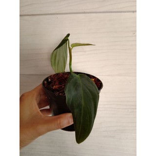 ฟิโลเดนดรอนจีแกส ฟิโลจีแกส philodendron gigas