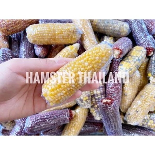 💖Hamsterthailand💖 ข้าวโพดจิ๋ว ขนมสำหรับสัตว์เลี้ยง ขนมลับฟัน ที่ลับฟัน เม่นเเคระ ดอเม้าท์ แฮมสเตอร์