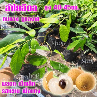 ต้นลำไยอีดอ 4 ต้น กิ่งตอนพันธุ์แท้พร้อมปลูก สินค้าพร้อมส่ง
