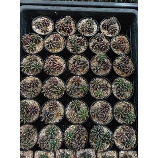 แคคตัส ยิมโนไม้เพาะเมล็ด Cactus 🌵 7/7/21 (Gymnocalycium pot)