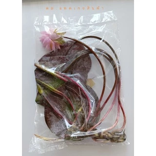บัวฝรั่งชื่อมัลลิกา Waterlily (Newมาใหม่จ้า)ดอกใหญ่ขาวกลมมากออกตลอดปีจ้า