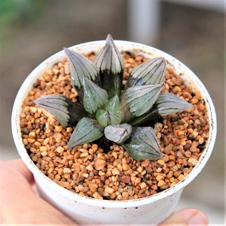 Haworthia Mutant Magnifica ขนาด 4-6 เซนติเมตร ในกระถาง 4 นิ้ว 1 ต้น กุหลาบหินนำเข้า ไม้อวบน้ำ