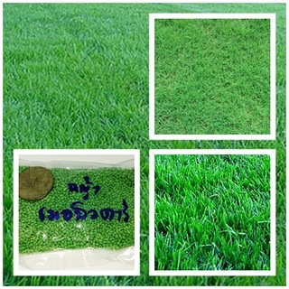 ขายส่ง เมล็ดหญ้าเบอร์มิวด้า Bermuda Grass หญ้าแพรก Cynodon dactylon หญ้าเป็ด หน่อเก่เด หญ้าปูสนาม สนามหญ้า 1 ออนซ์