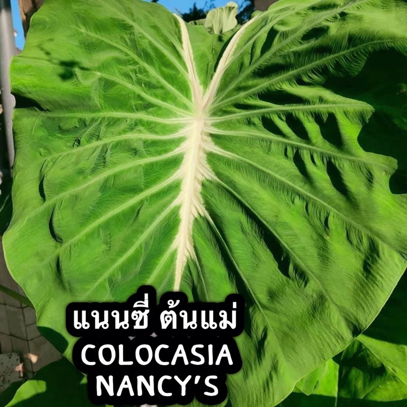 บอน แนนซี่ Colocasia Nancy’s