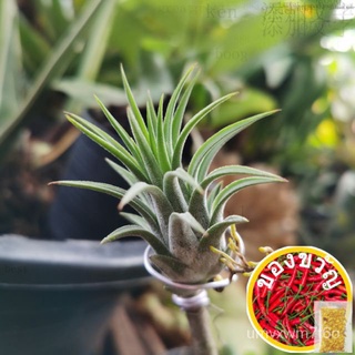 Tillandsia Ionantha rubra, druid, fuego, curly, strict... etc wholesale price向日葵/帽子/苹果/上衣/母婴/木瓜/鲜花/通心菜/文胸/种子/ LUVE