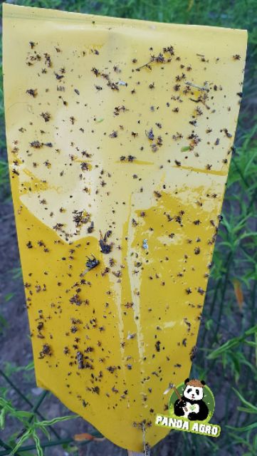 กาวเหนียวดักแมลง ชนิดน้ำ ขวดพลาสติก ขนาด 1 ลิตร  *** ฟรี! ถุงพลาสติกสีเหลือง 5 ใบ สีน้ำเงินฟ้า 5 ใบ *** - รูปที่ 6