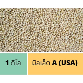 มิลเล็ต A (USA) แบ่งขายขนาด 1 kg. White Millet