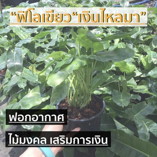 ฟิโลเขียว : หยกมรกต :  ไม้มงคล#ต้นไม้มงคล#ต้นไม้เสริมดวง#เสริมการเงิน#โชคลาภ#ร่ำรวย#ฟอกอากาศ#