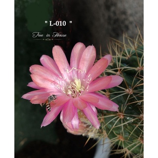 แคคตัส  Cactus  โลบิเวีย (Lobivia) L-010 หน่อเด็ดสดโลบิเวีย  ขนาด 2 เซนติเมตรขึ้นไป จำนวน  1 หน่อ