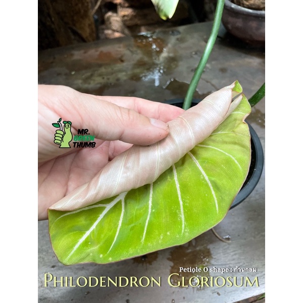 Philodendron Gloriosum  ก้านกลมเอกวาดอร์ราคาเบาเบา มีกระถางเดียว