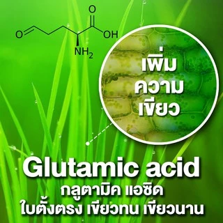 อะมิโนพืช สูตรสำหรับพืชทุกชนิด 1 ลิตร ใหม่มีอะมิโน 20ชนิด สกัดจากปลาทะเลน้ำลึก บำรุงต้นใบ ความเขียว