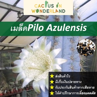 （มีของแจก）เมล็ด Pilo Azulensis เมล็ดแคคตัส เมล็ดกระบองเพชร ZTSC