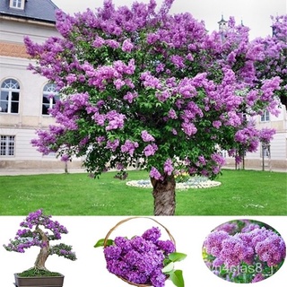 （อัตราการปลูกสูง）50 เมล็ด Rare สีม่วง Lilac Flower Seeds บอนสีหายาก เมล็ดพันธุ์ เป็นไม้พุ่ม ดอกสีสันสวยงาม Garden DIY Pl