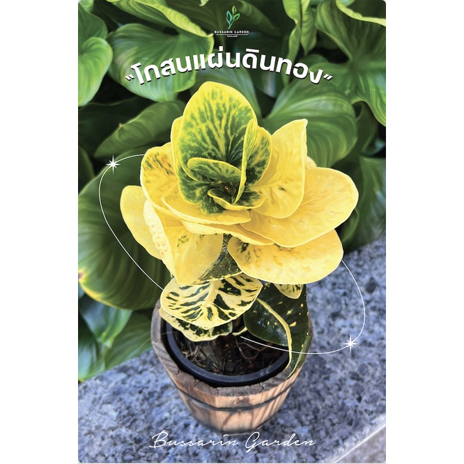 ต้นโกสนพันธุ์ "แผ่นดินทอง" ไซส์กระถาง 8" (ยอดเดี่ยว) ซื้อ 10 แถม 1 (จัดส่งแบบถอดกระถาง+รับประกันสินค้า)