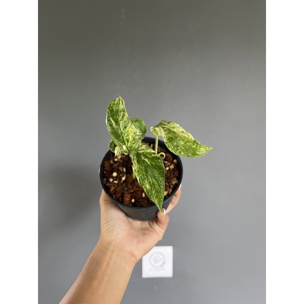 Amydrium zippelianum variegated (มือเสือด่าง)