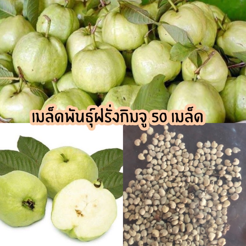 เมล็ดพันธุ์ฝรั่ง กิมจู 50 เมล็ด