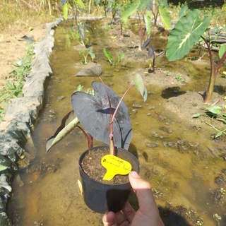 colocasia diamond head กระถาง 4 นิ้ว