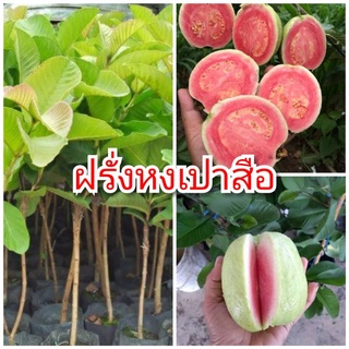 ต้นฝรั่งหงเปาสือ ฝรั่งใส้แดง ต้นพันธุ์ตอนกิ่งสูง 40-50 ซม. แข็งแรง พร้อมปลูก รับประกันพันธุ์แท้ 100%