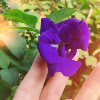 อัญชันแห้ง : Dried butterfly Pea