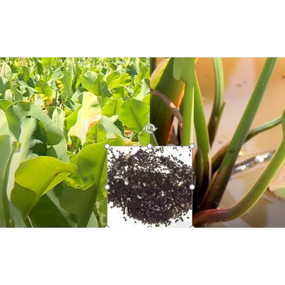 เมล็ดผัก ผักพาย คันจอง ตาลปัตรฤาษี ผักก้านจอง  ผักสมุนไพรพื้นบ้าน ซองละ 500 เม็ด